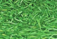 ���� ����� ��� ���